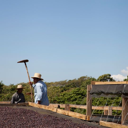 Coffee cherries drying at Cruz Gorda