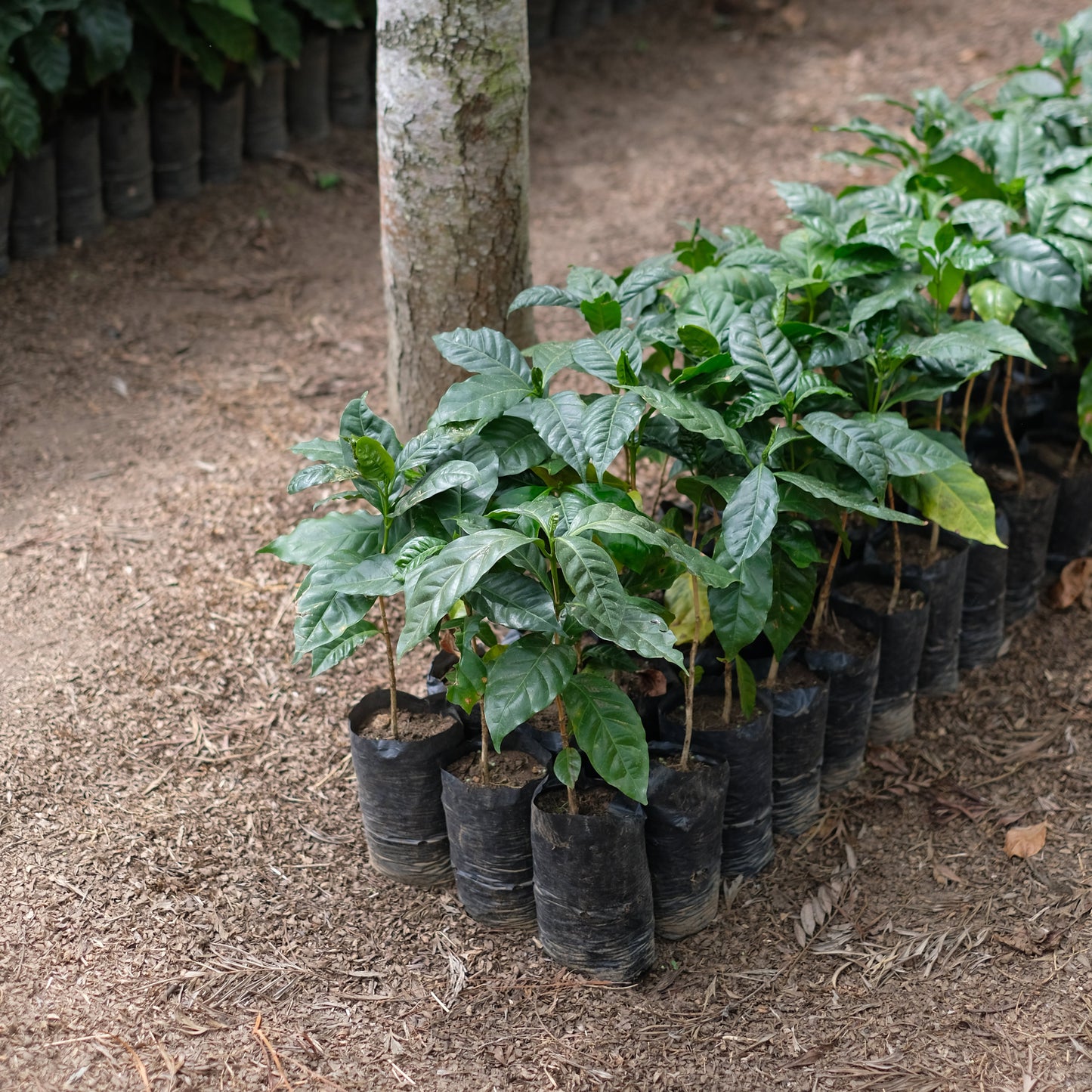 LOS PIRINEOS BOURBON