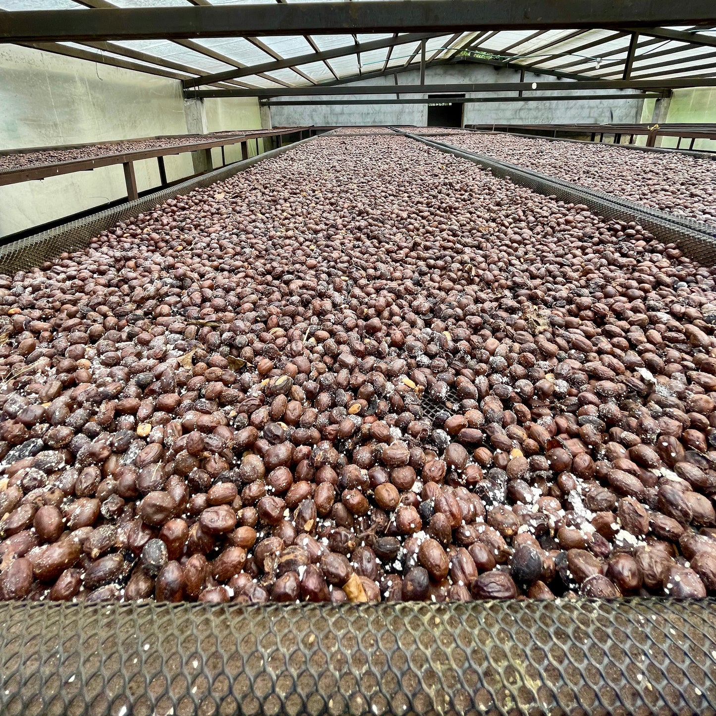 Koji natural processing