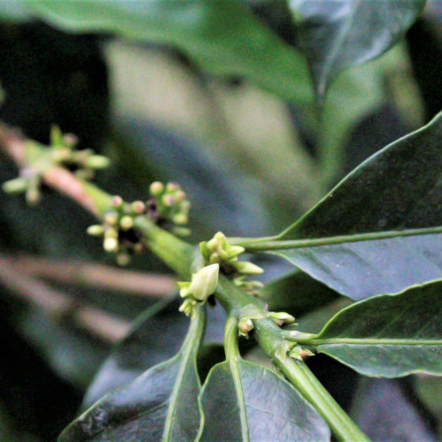 Coffee plants at El Vergel