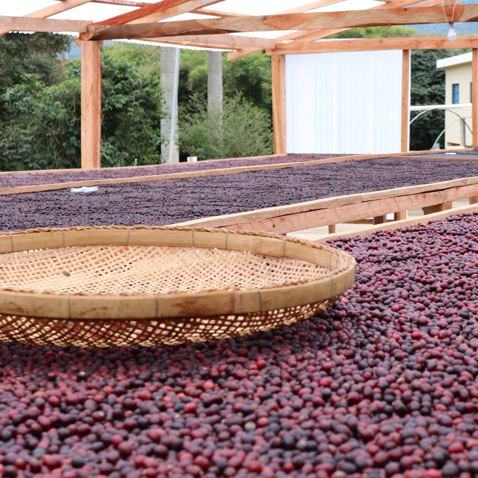 NINHO DA AGUIA (4661974007888)