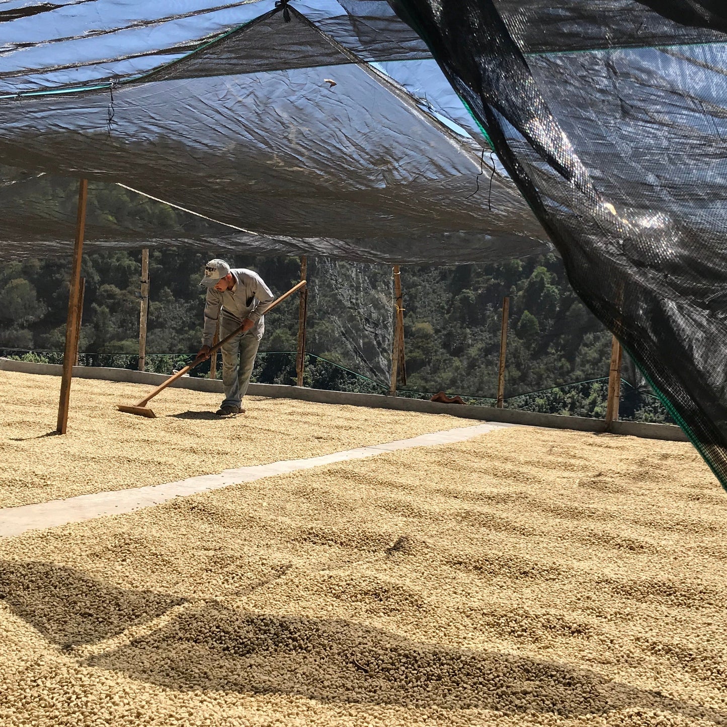Coffee beans drying on patio