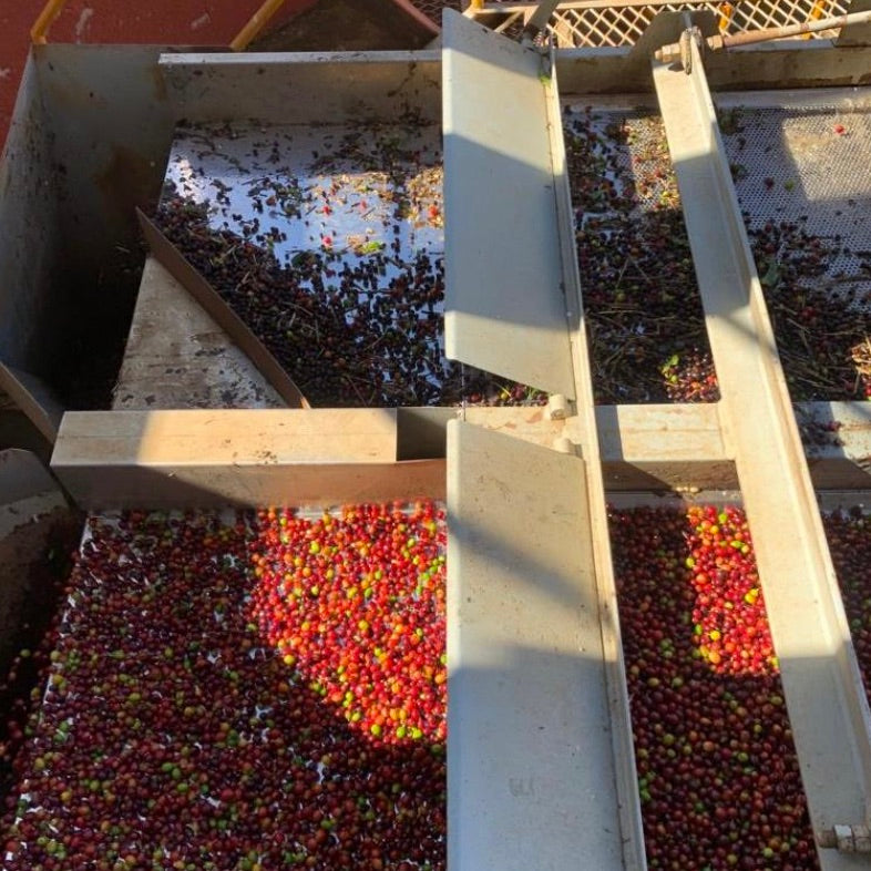 Ripe coffee cherries being sorted.
