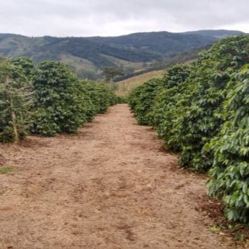Coffee plantation with rows of coffee trees under a cloudy sky