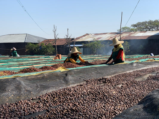 Ethiopian Season 2019 - THE BARN Coffee Roasters Berlin