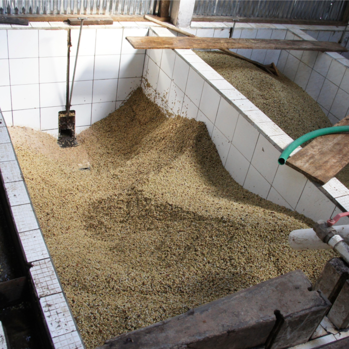 Coffee processing facilities in Honduras
