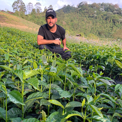 JARDINES DEL EDEN PAPAYO