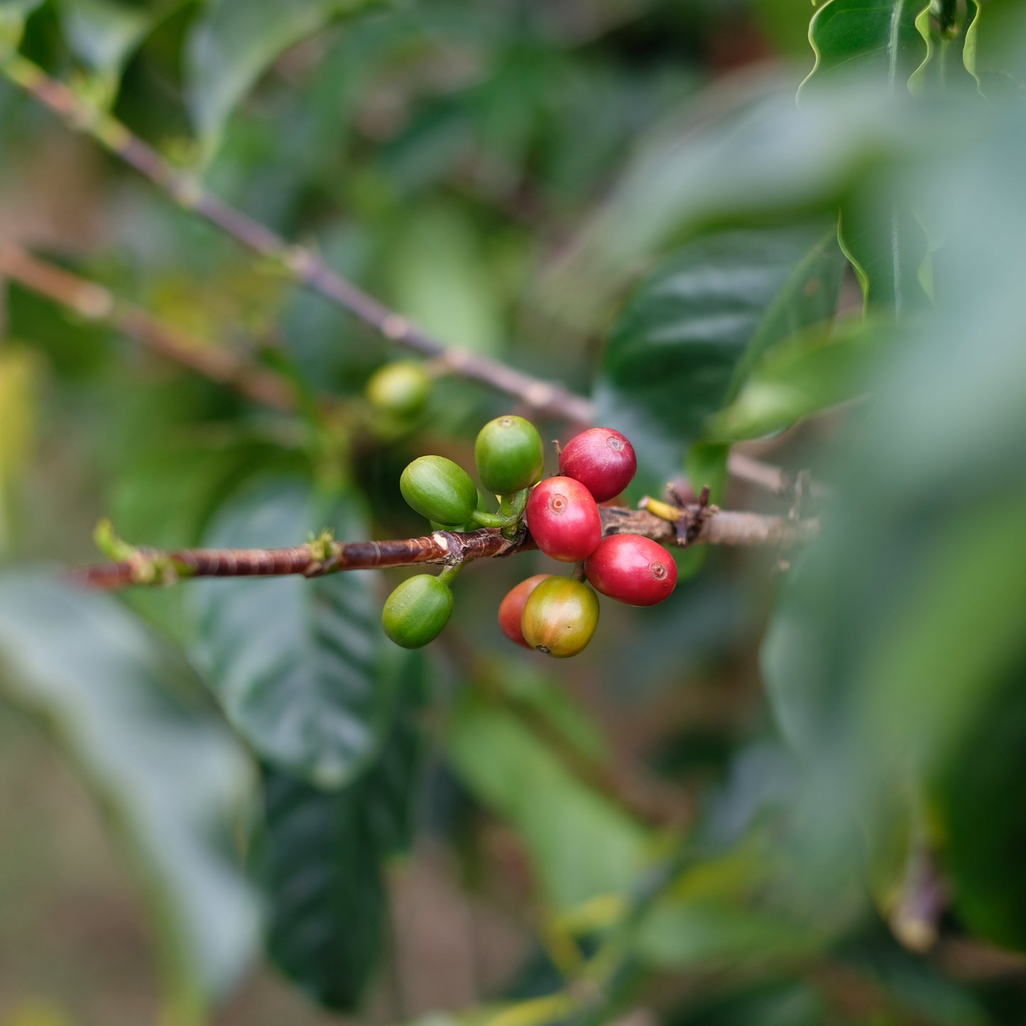 SPRING COFFEE