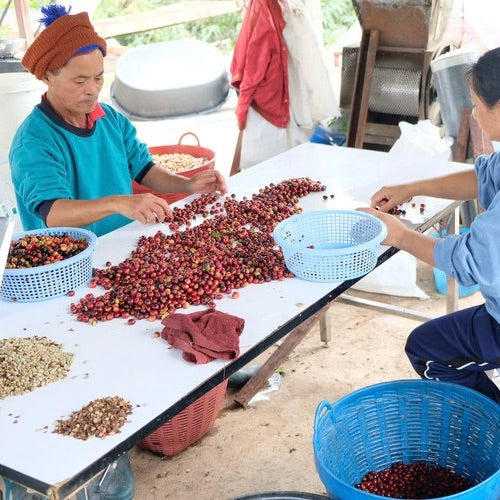 Sorting cherries after harvest