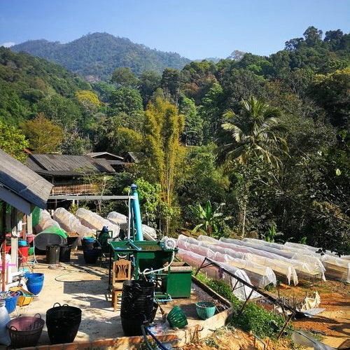 The processing facilities and drying tables at Doi Saket