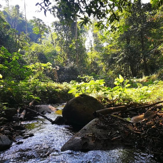 The lush Thai landscape around the coffee farm 