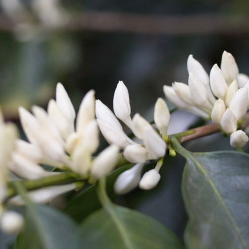 Coffee plant blossom in Ethiopia