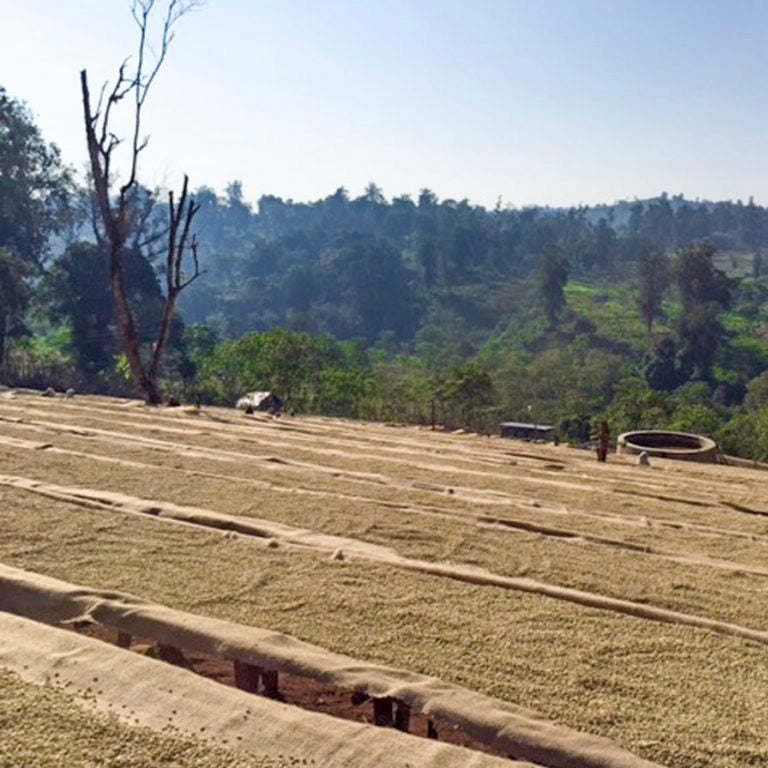 Washed coffee drying in Ethiopia