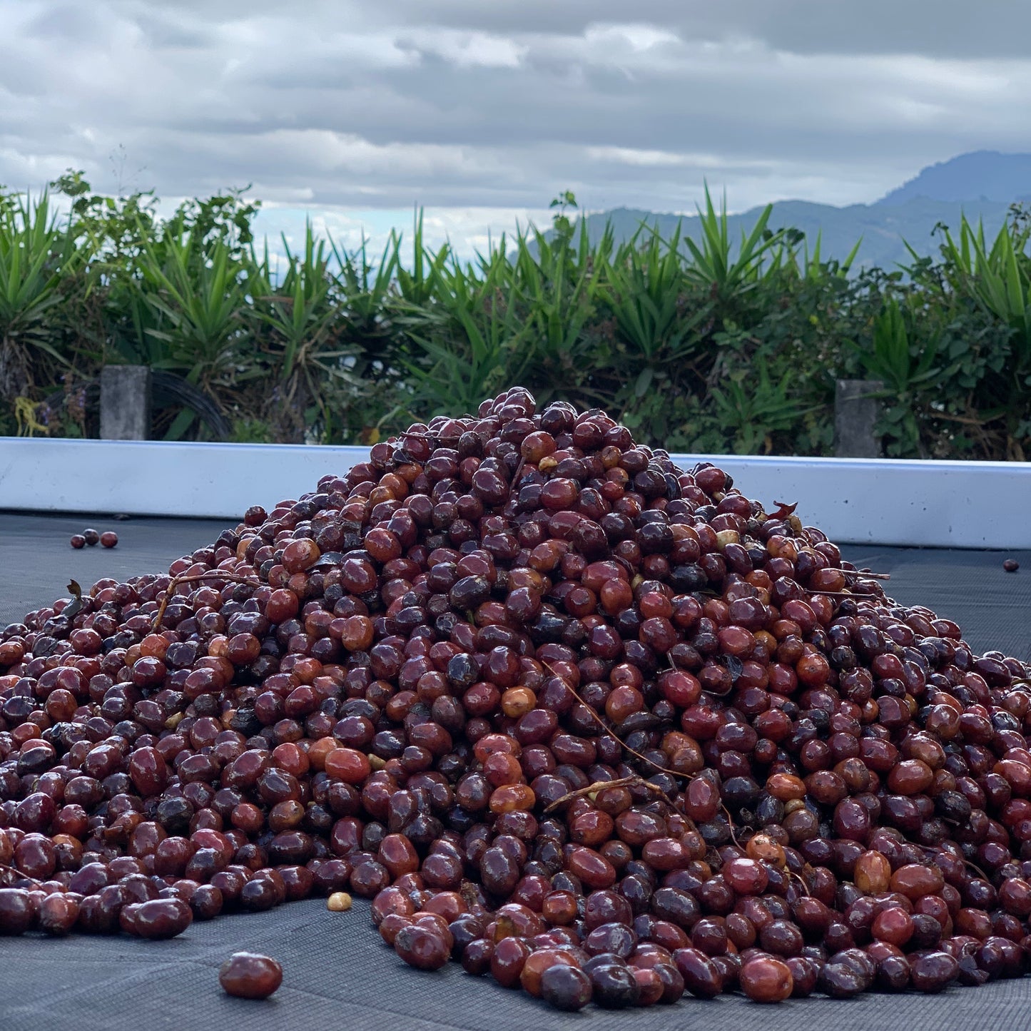 Coffee Cherries From El Salvador