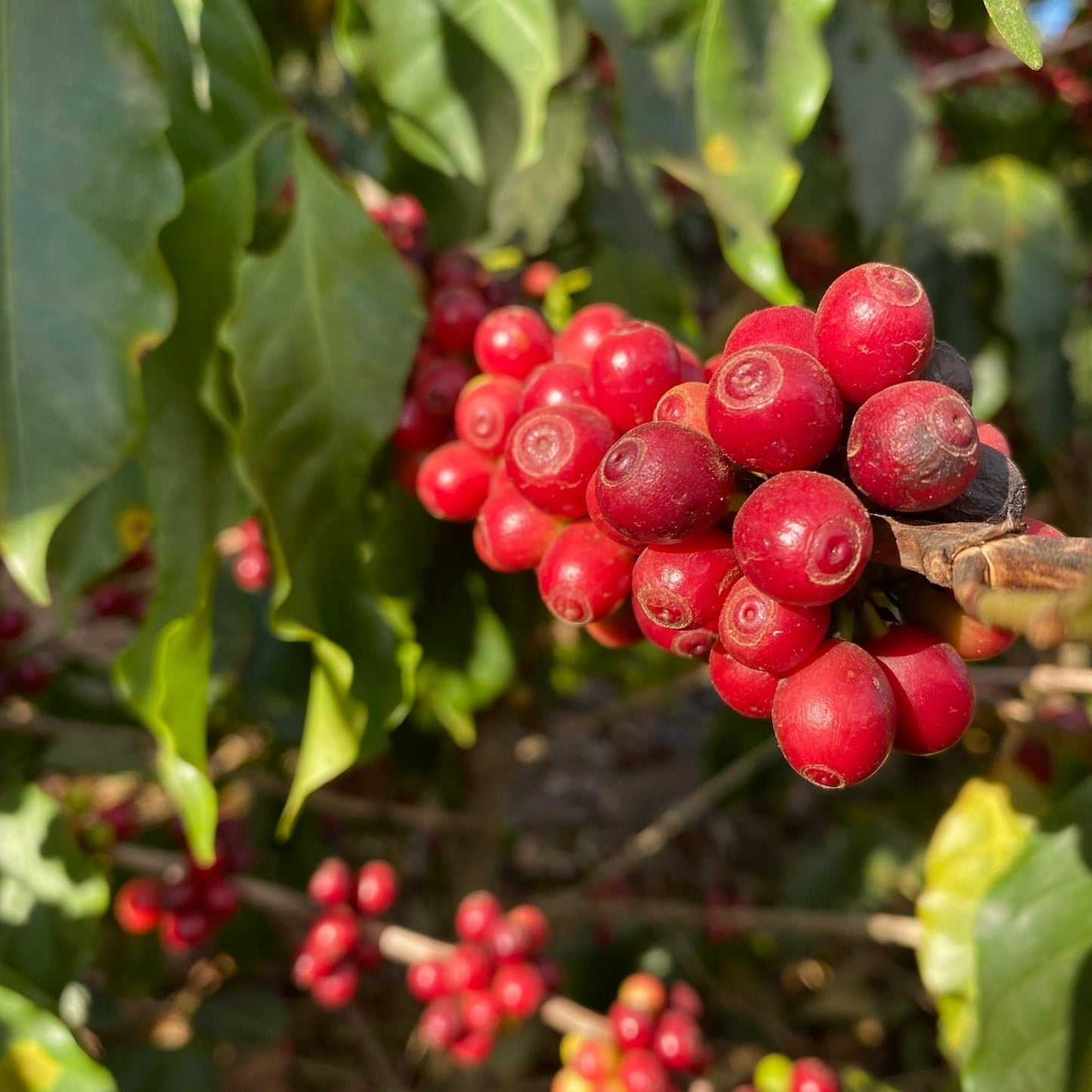 Ripe coffee cherries at Fazenda da Mata