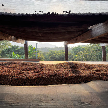 HIMALAYA ANNIVERSARY - THE BARN Coffee Roasters Berlin