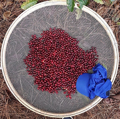 DATERRA MASTERPIECE LAURINA (4870406996048)