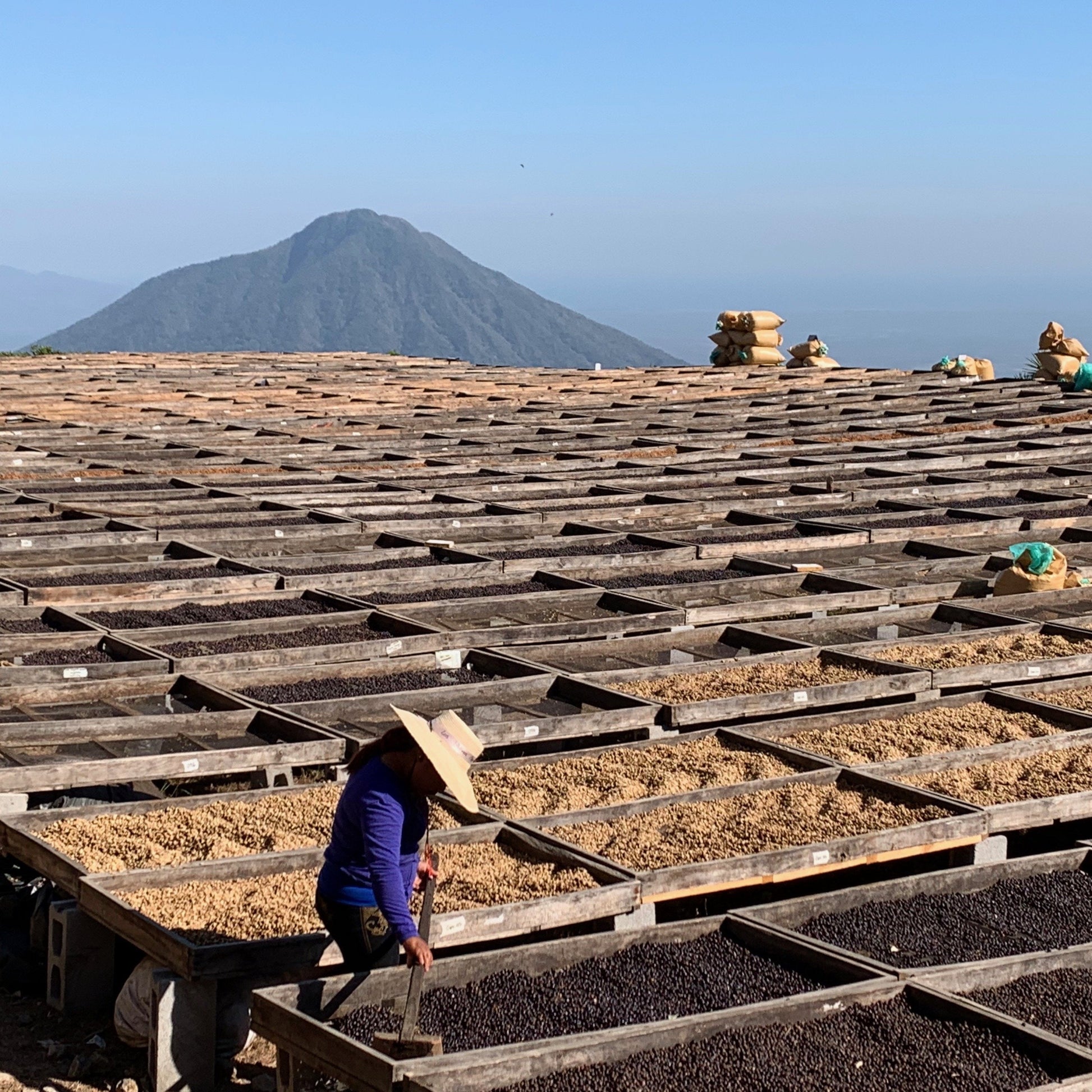 Kaffeeanbau - El Salvador (4812706512976)