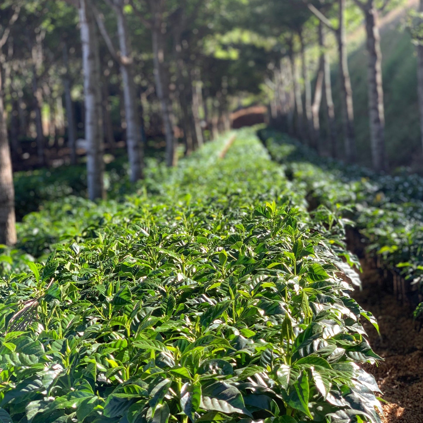 Young coffee plants in the nursery at Los Pirineos