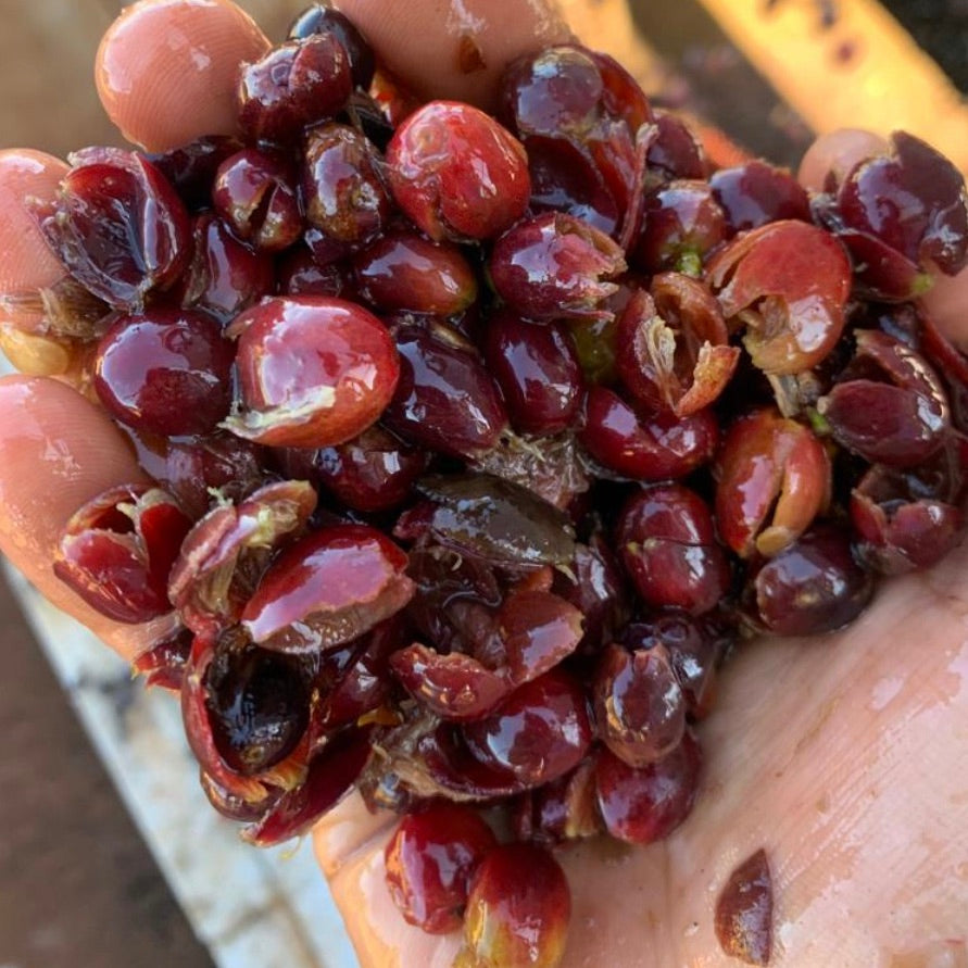 The outer fruit of the coffee cherry after pulping.