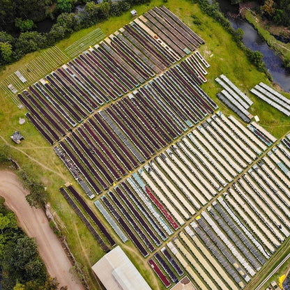 Coffee drying beds at Shantawene