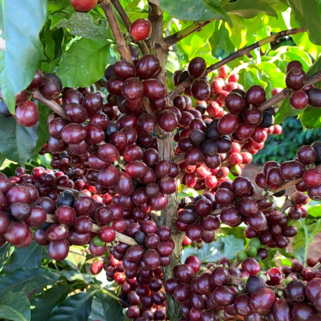 Ripe Aramosa coffee cherries