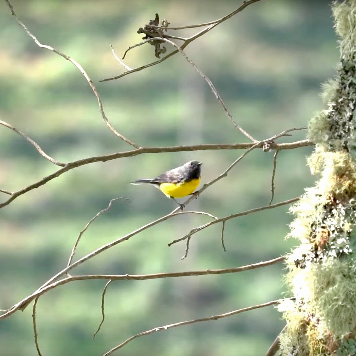 Wildlife at Finca Juan Martin