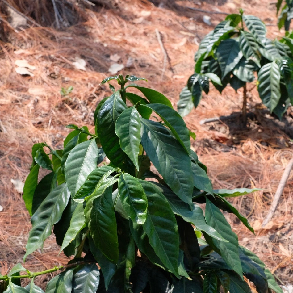 Young coffee plants growing under shade at La Colina