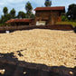 Washed coffee beans drying on raised beds