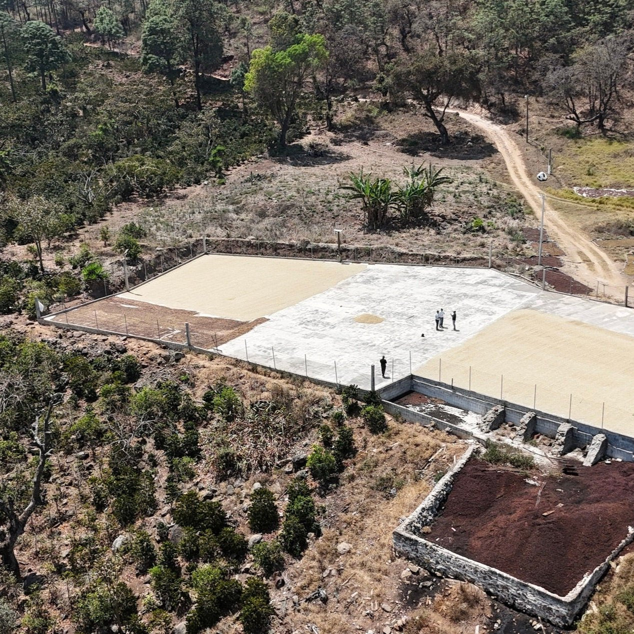 Coffee drying on beds at La Colina