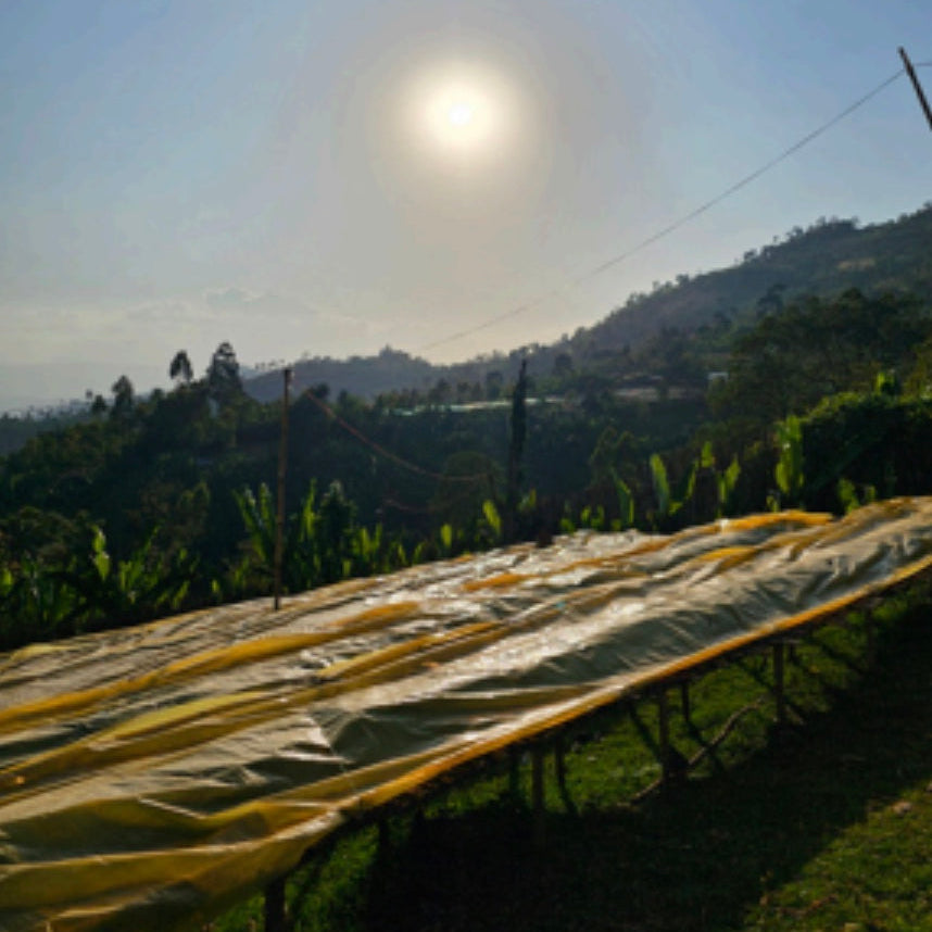 BEKELE KECHARA