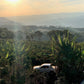 The coffee growing landscape in Brazil