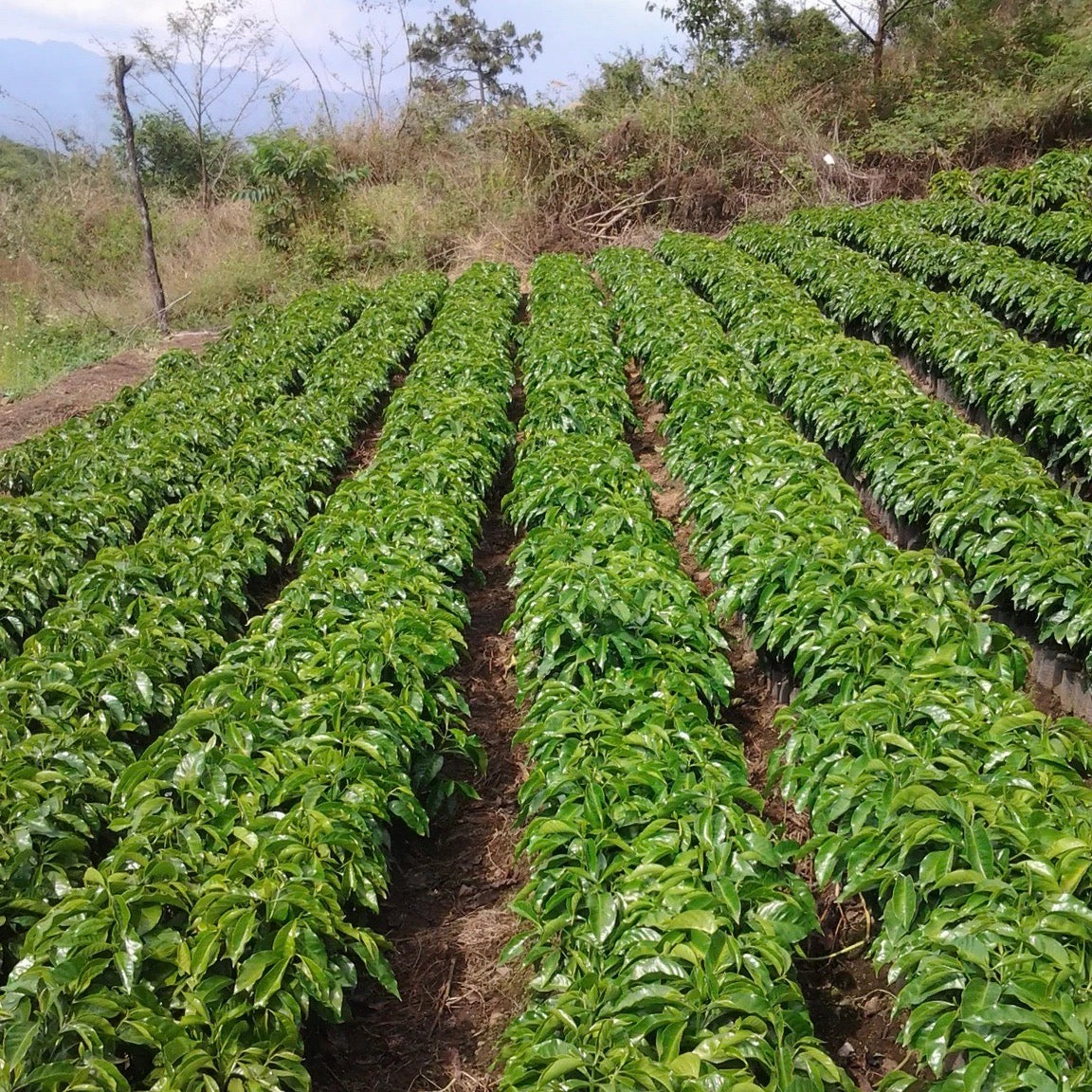 Young coffee plants at the nursery, La Colina