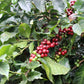 Coffee Cherries in Guatemala