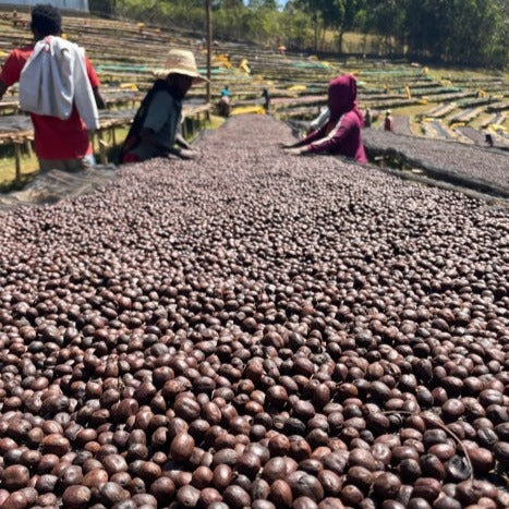 Drying coffee cherries in Ethiopia