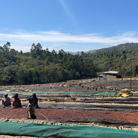 Coffee being sorted on drying beds in Ethiopia