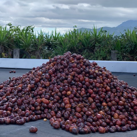 Coffee cherries during processing in El Salvador