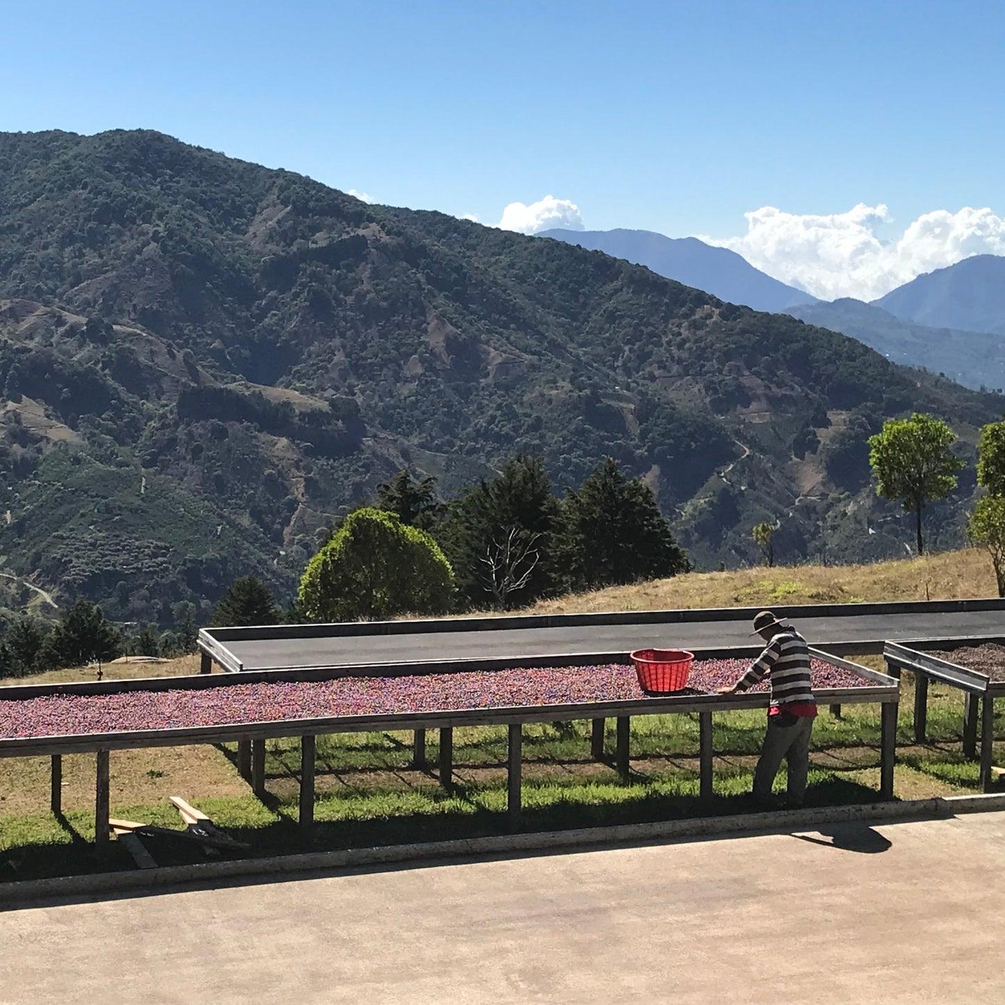 Coffee drying tables and mountainous landscape around Santa Teresa