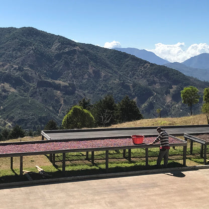 Coffee drying tables and mountainous landscape around Santa Teresa