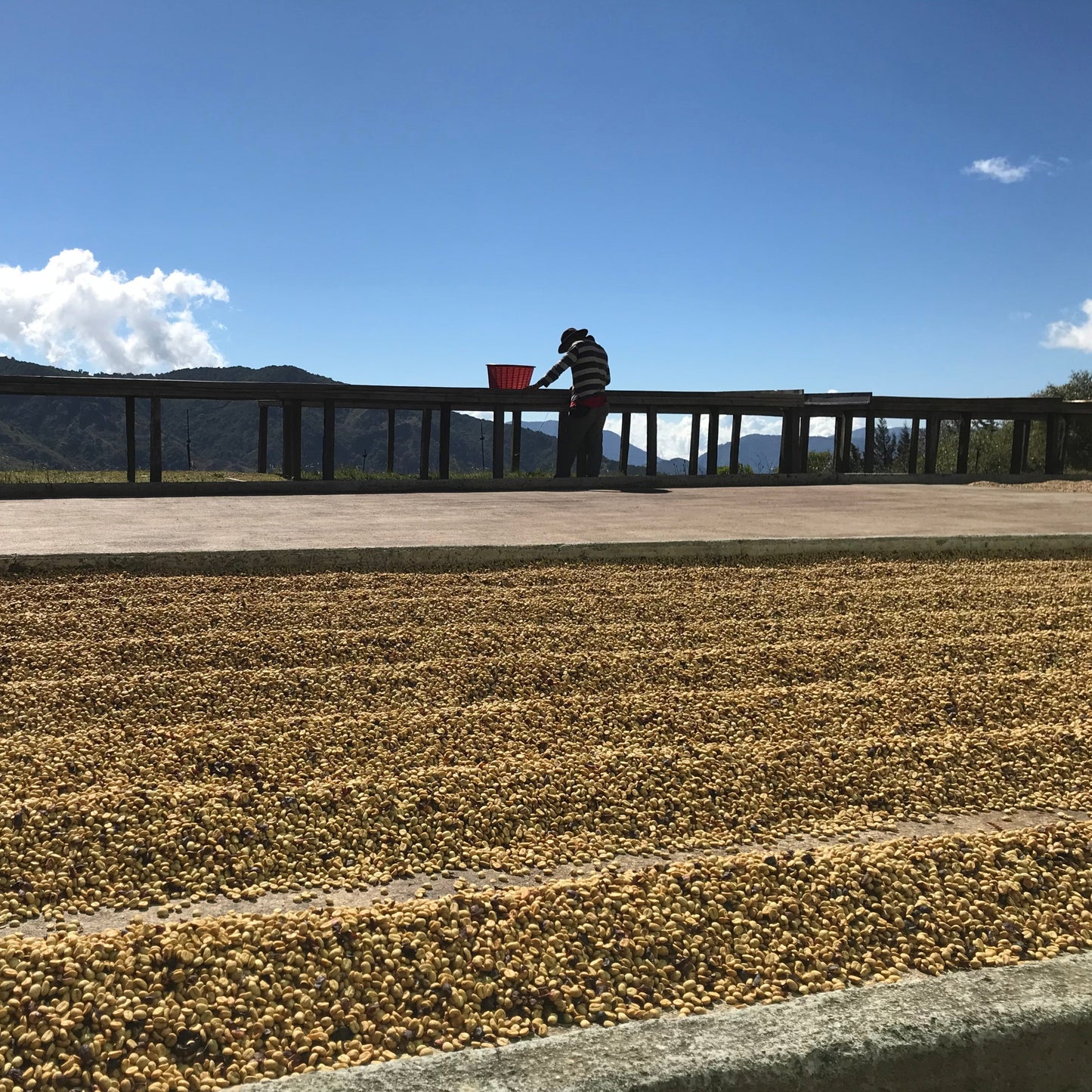 Coffee being dried and sorted at Santa Teresa 