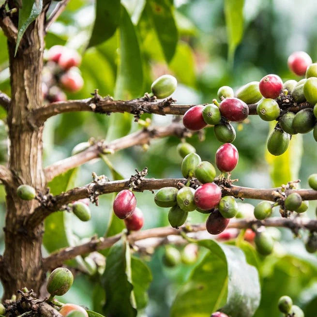 Coffee cherries on a coffee plant in Kenya