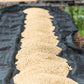 Coffee beans on a drying bed in Kenya