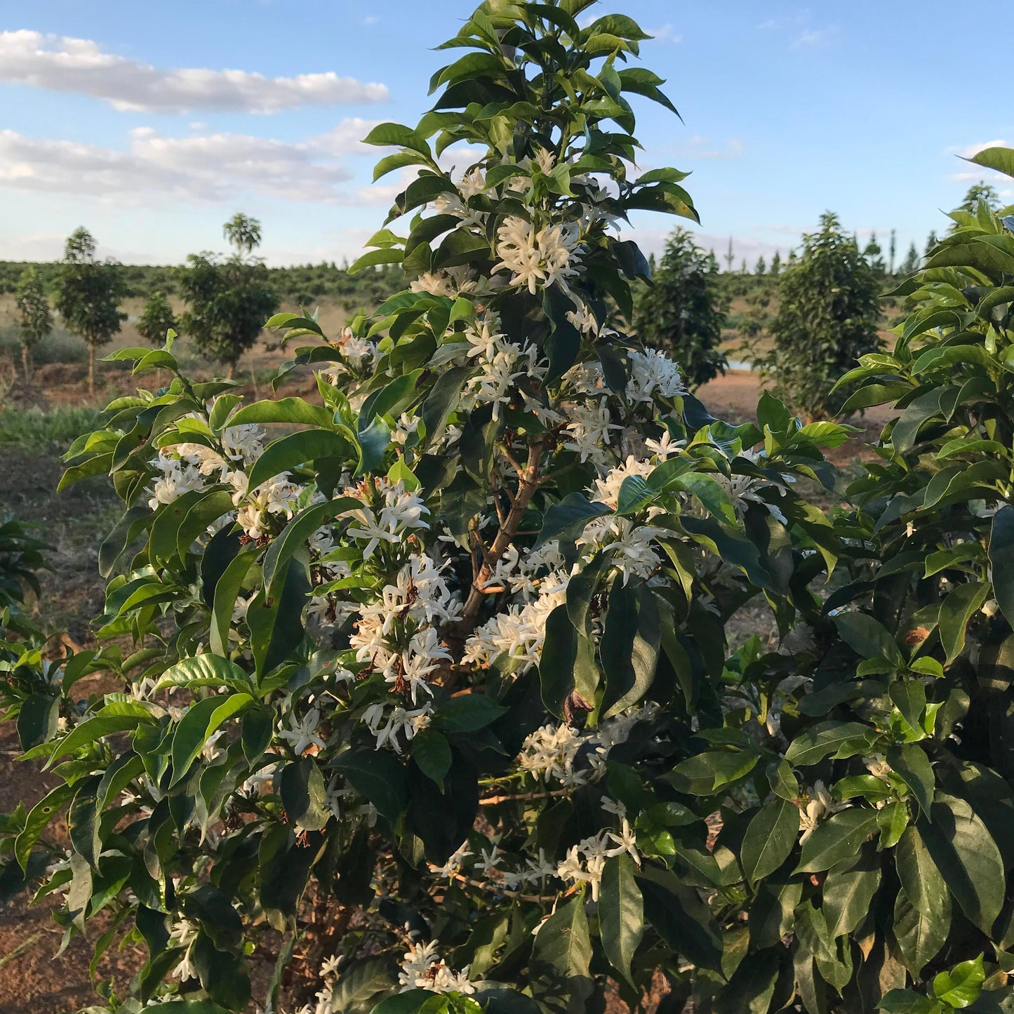 A Low-caffeine coffee plant